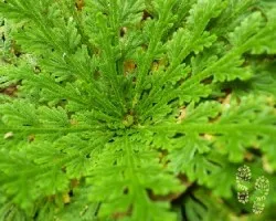 Selaginella