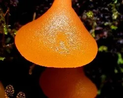 Gomitas naranja