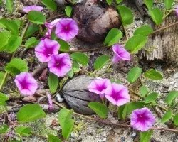 Ipomoea violacea