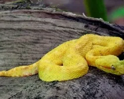 Bothriechis schlegelii