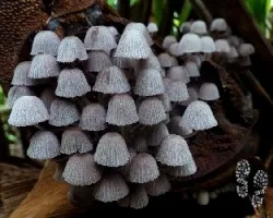 Coprinus disseminnatus