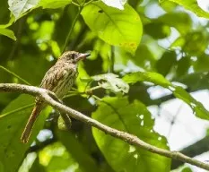 Myiodynastes maculatus