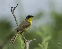 Geothlypis poliocephala