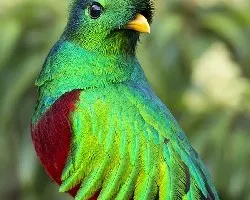 Pharomachrus mocinno