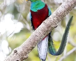 Pharomachrus mocinno