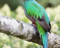 Pharomachrus mocinno