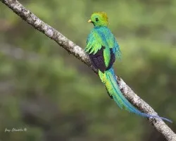 Pharomachrus mocinno