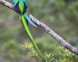 Pharomachrus mocinno