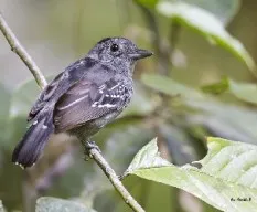 Thamnophilus atrinucha