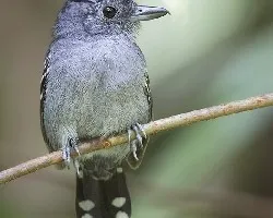 Thamnophilus atrinucha