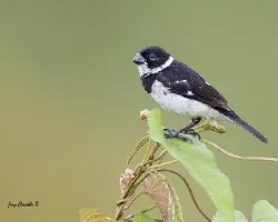 Sporophila torqueola