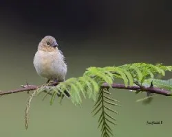 Sporophila torqueola