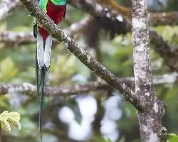 Pharomachrus mocinno