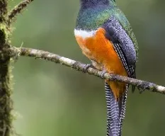 Trogon aurantiiventris