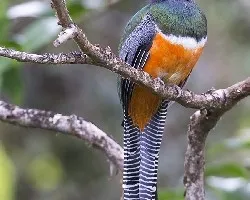Trogon aurantiiventris
