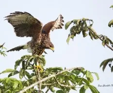 Parabuteo unicinctus
