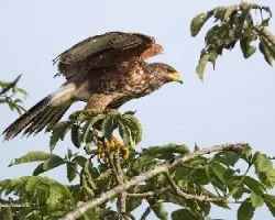 Parabuteo unicinctus