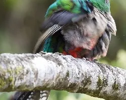 Pharomachrus mocinno