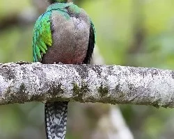 Pharomachrus mocinno