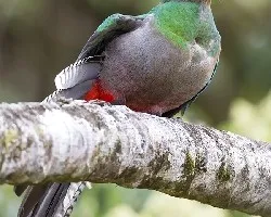 Pharomachrus mocinno