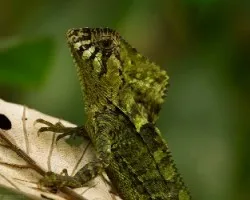 Corytophanes cristatus