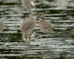 Calidris himantopus