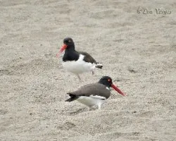 Haematopus palliatus