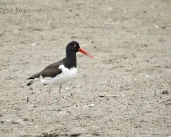 Haematopus palliatus