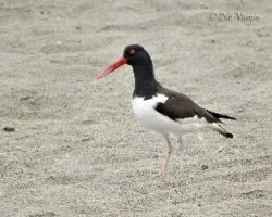 Haematopus palliatus