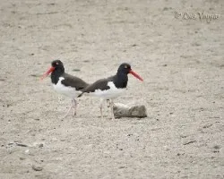 Haematopus palliatus