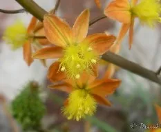  Bulbine frutescens