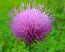 Silybum marianum
