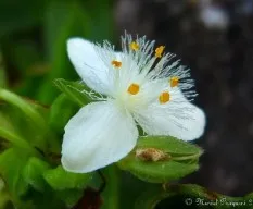 Tradescantia fluminensis