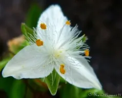 Tradescantia fluminensis