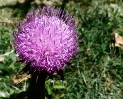 Silybum marianum
