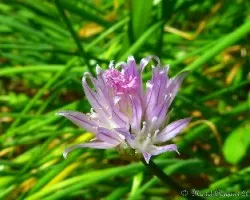 Allium schoenoprasum