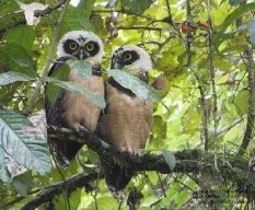 Pulsatrix perspicillata