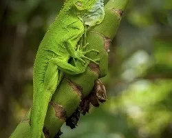 Iguana iguana