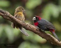 Ramphocelus sanguinolentus
