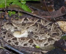 Bothrops asper