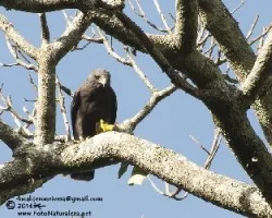Buteo brachyurus