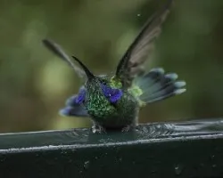 Colibri thalassinus