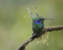 Colibri thalassinus