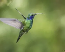 Colibri thalassinus