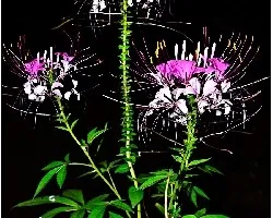 Cleome hassleriana