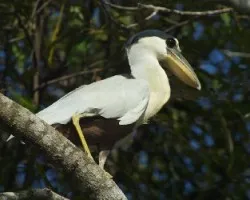 Cochlearius cochlearius