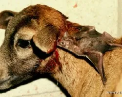 Desmodus rotundus en acción
