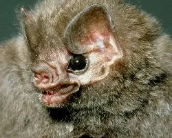 Diphylla ecaudata otro vampiro