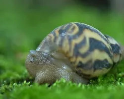 Caracol terrestre