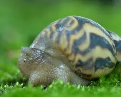 Caracol terrestre